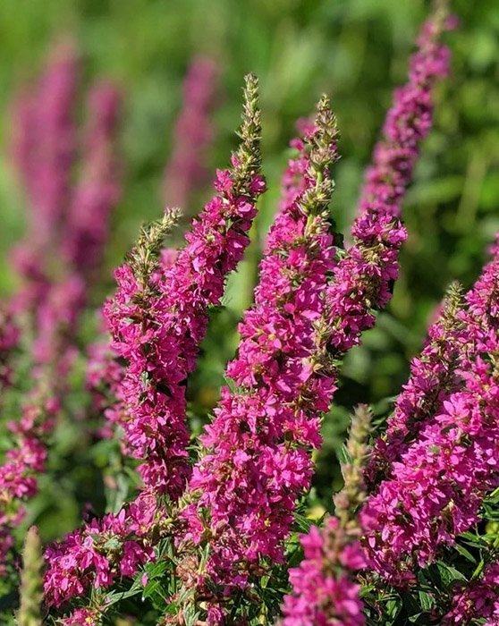 Превью изображения