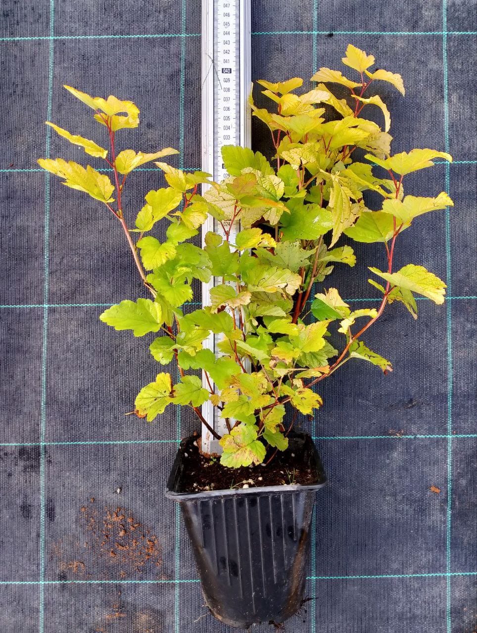 Превью изображения