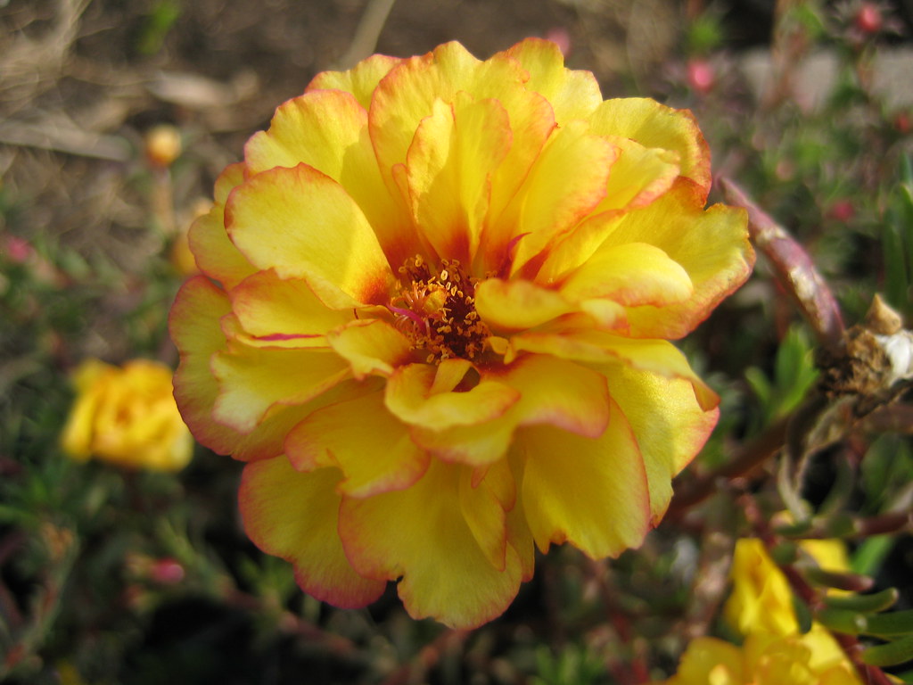 Превью изображения