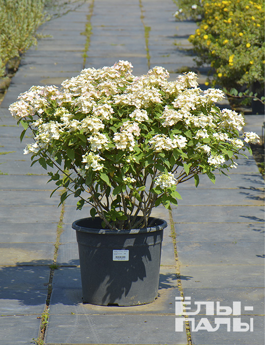 Превью изображения