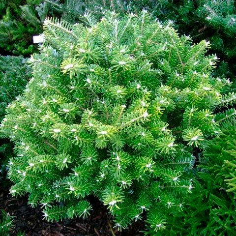 Превью изображения