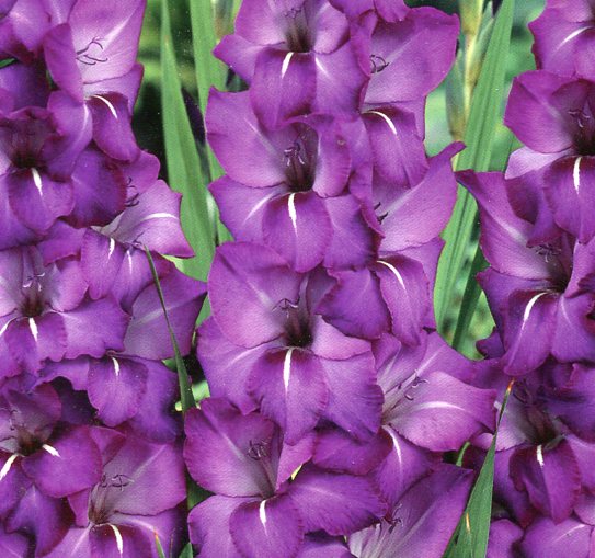 Превью изображения