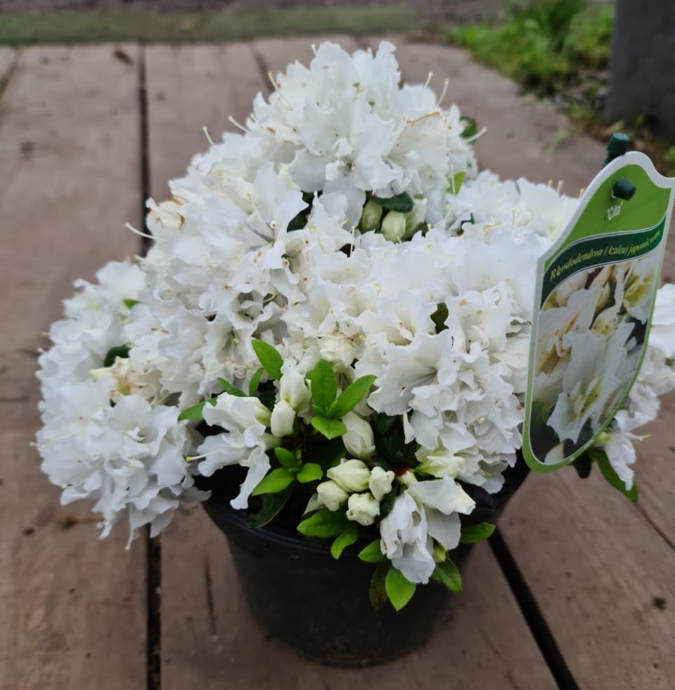 Превью изображения