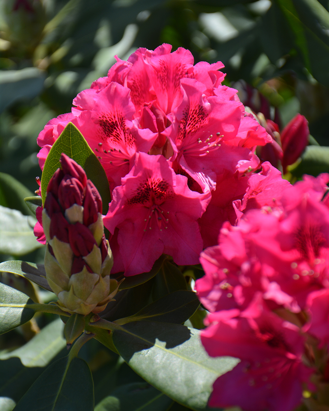 Превью изображения