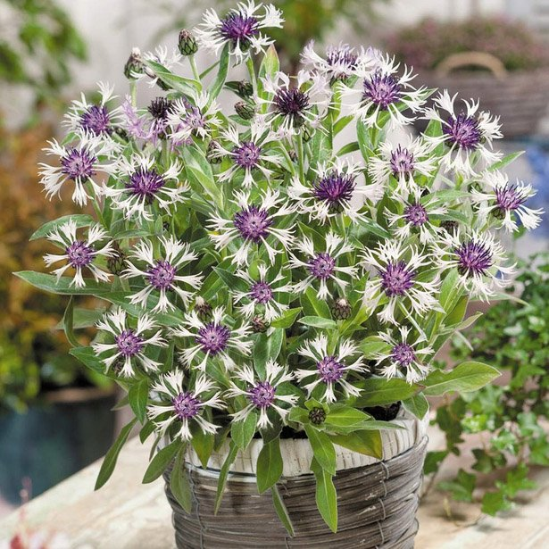 Превью изображения