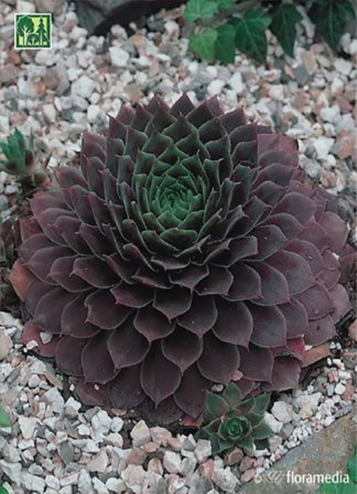 Превью изображения