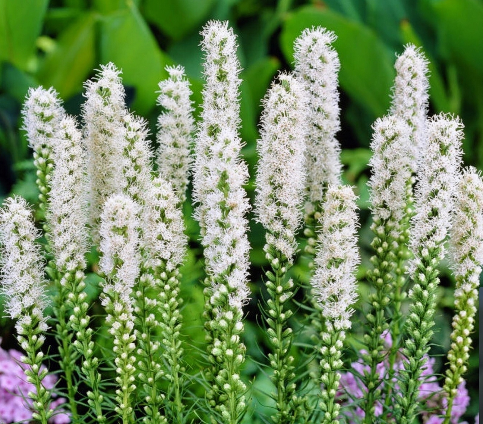 Превью изображения