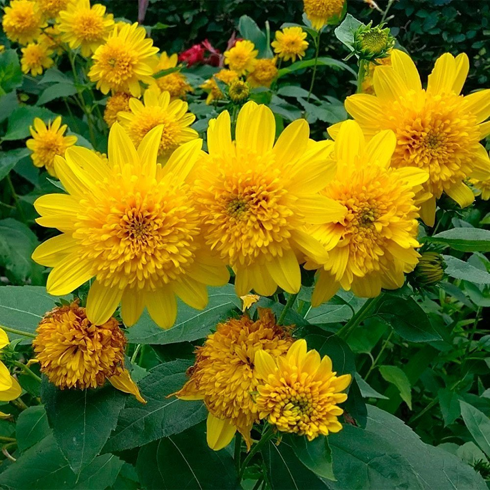 Превью изображения