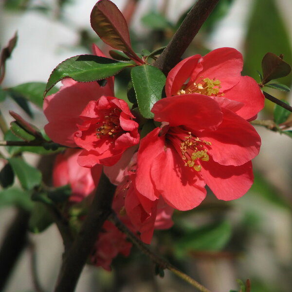 Превью изображения