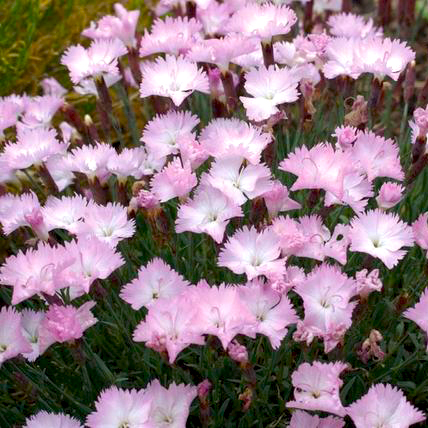 Превью изображения