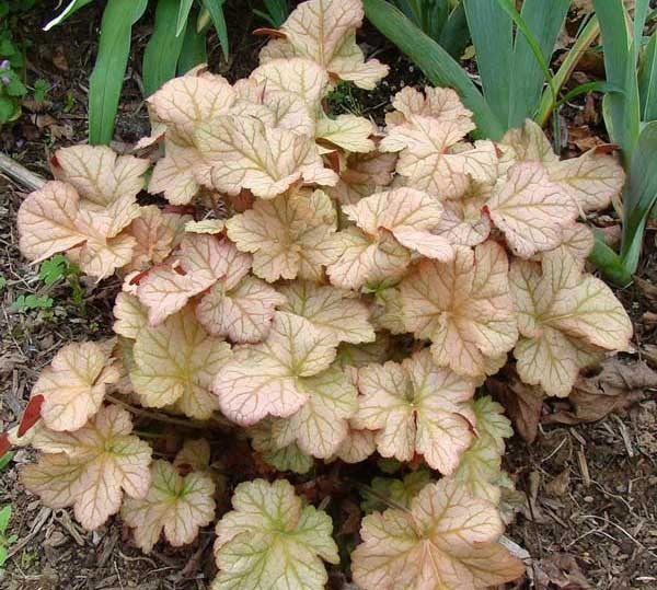 Превью изображения