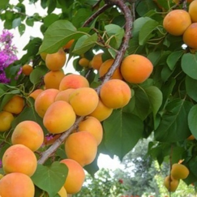 Превью изображения