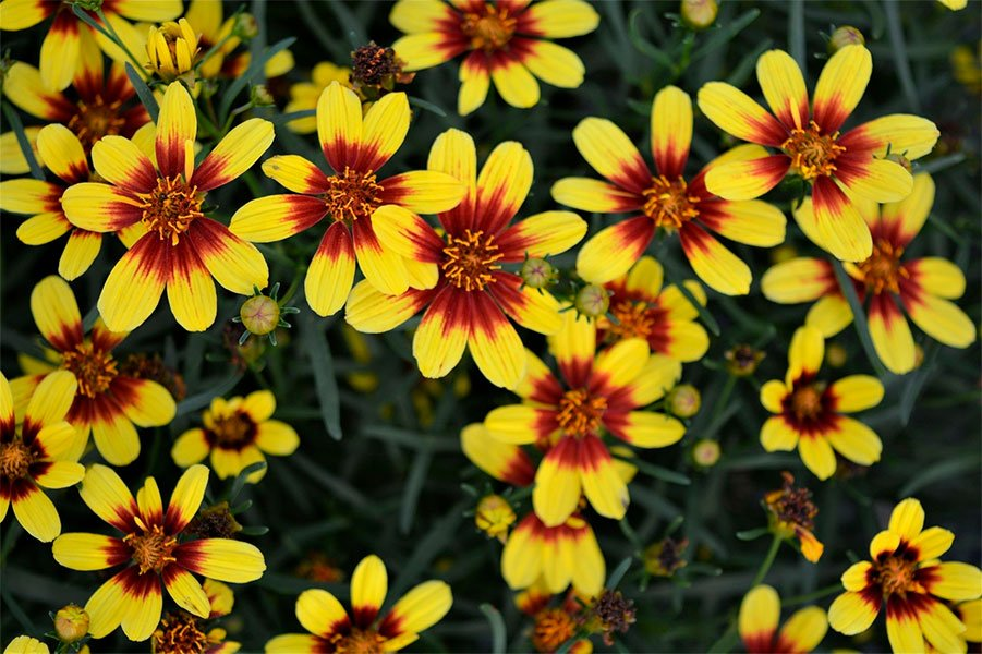 Превью изображения