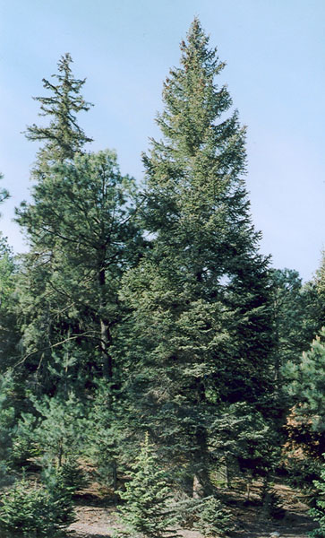 Превью изображения