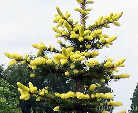 Превью изображения