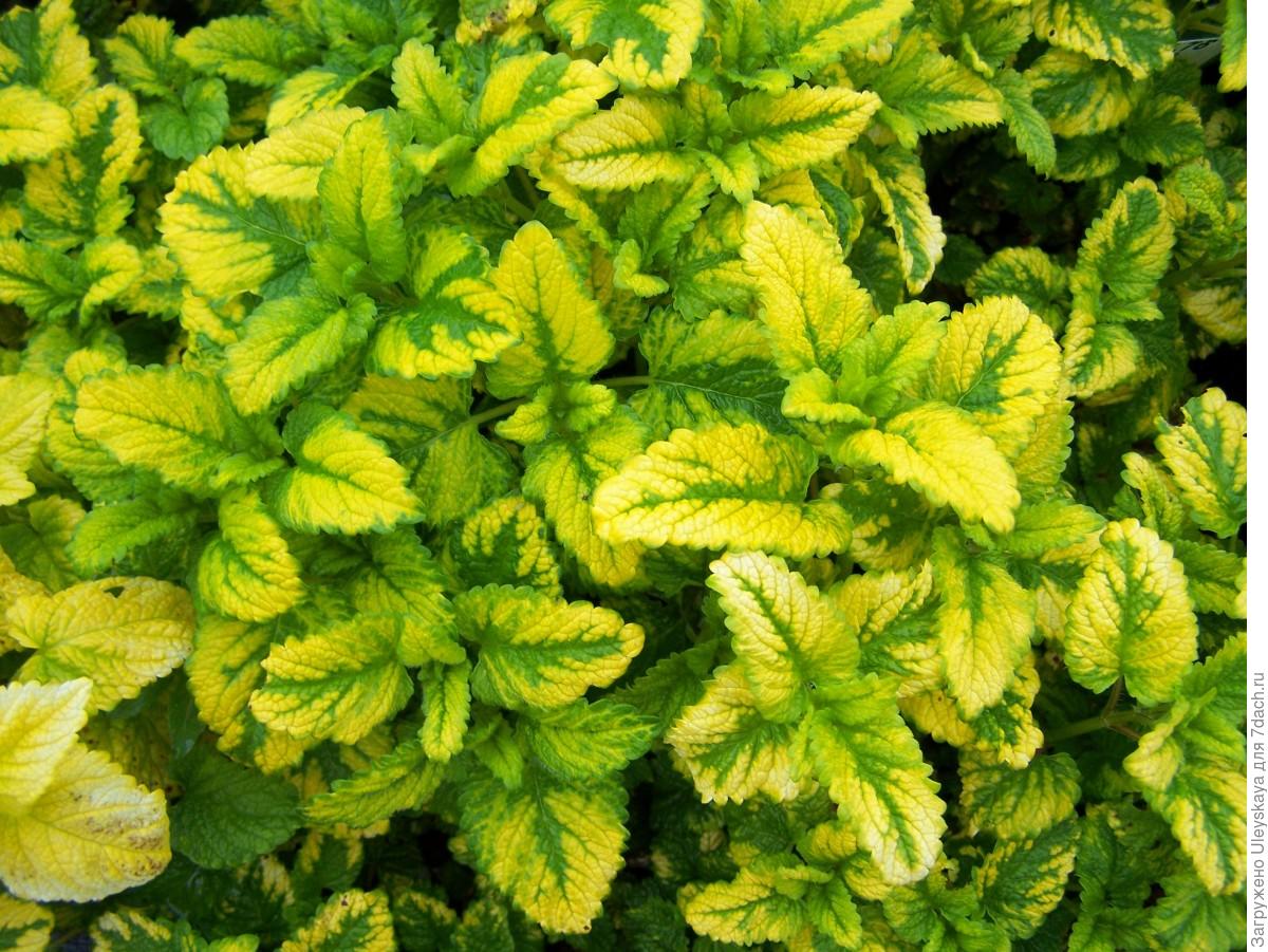 Превью изображения