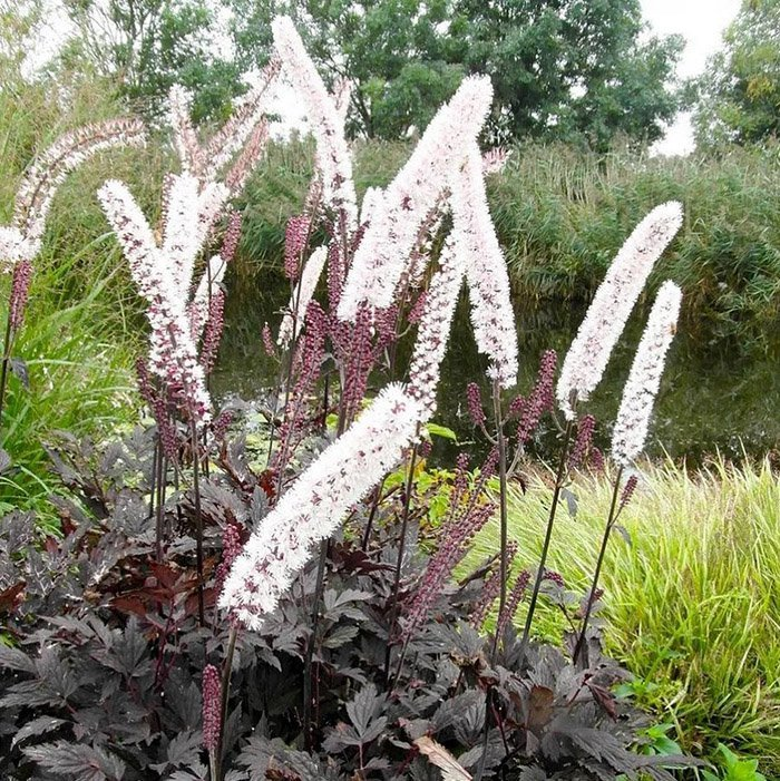 Превью изображения