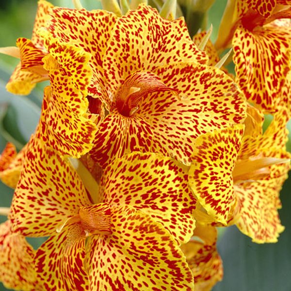 Превью изображения