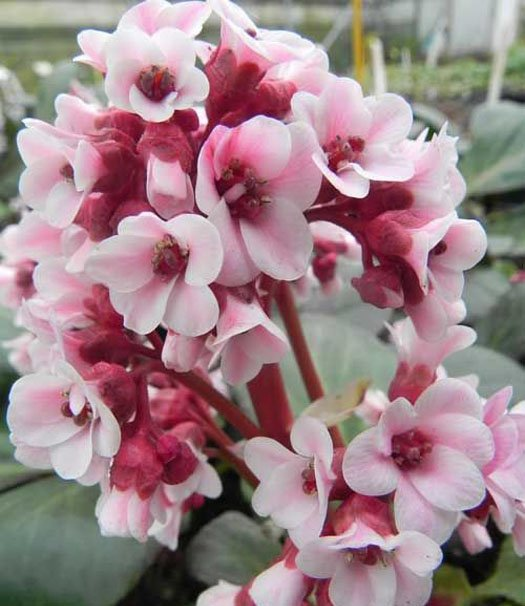 Превью изображения