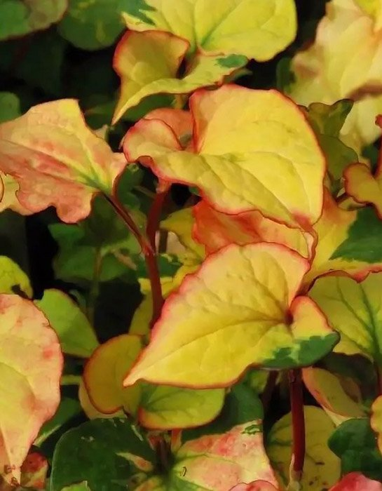 Превью изображения