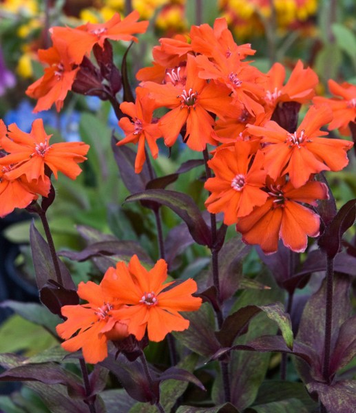 Превью изображения