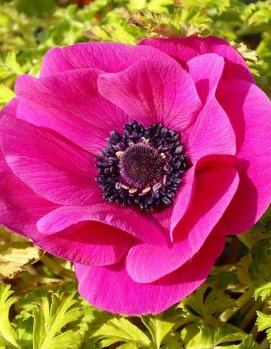 Превью изображения