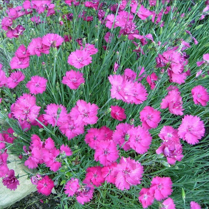 Превью изображения