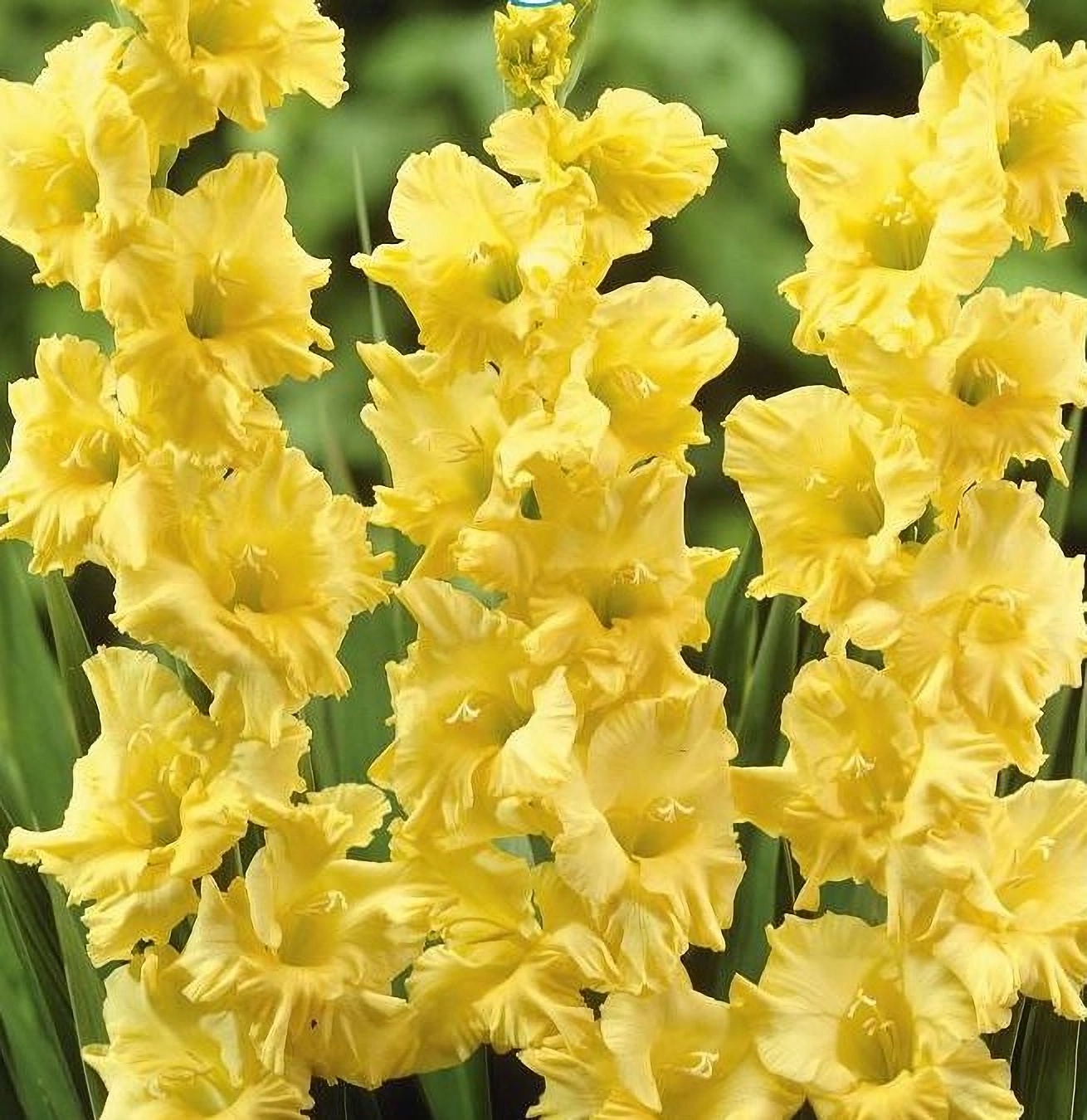 Превью изображения