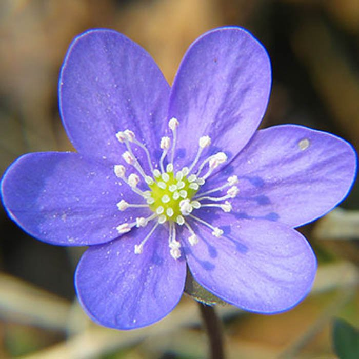 Превью изображения