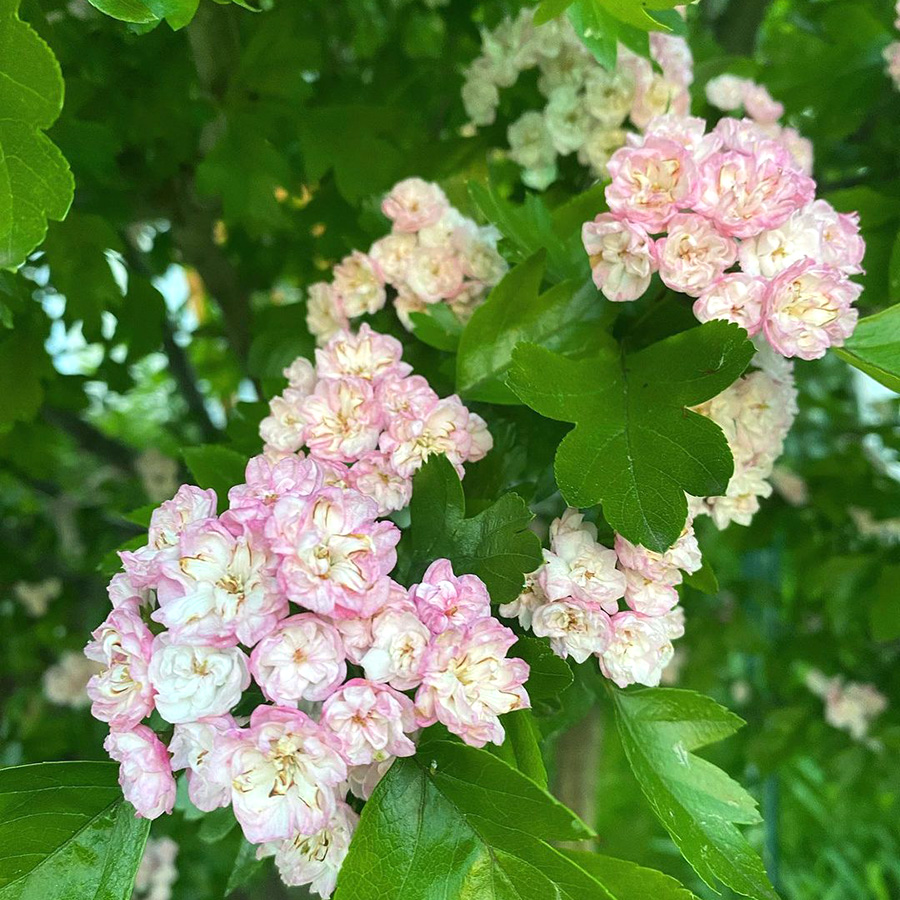 Превью изображения