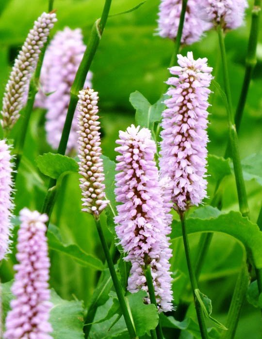 Превью изображения