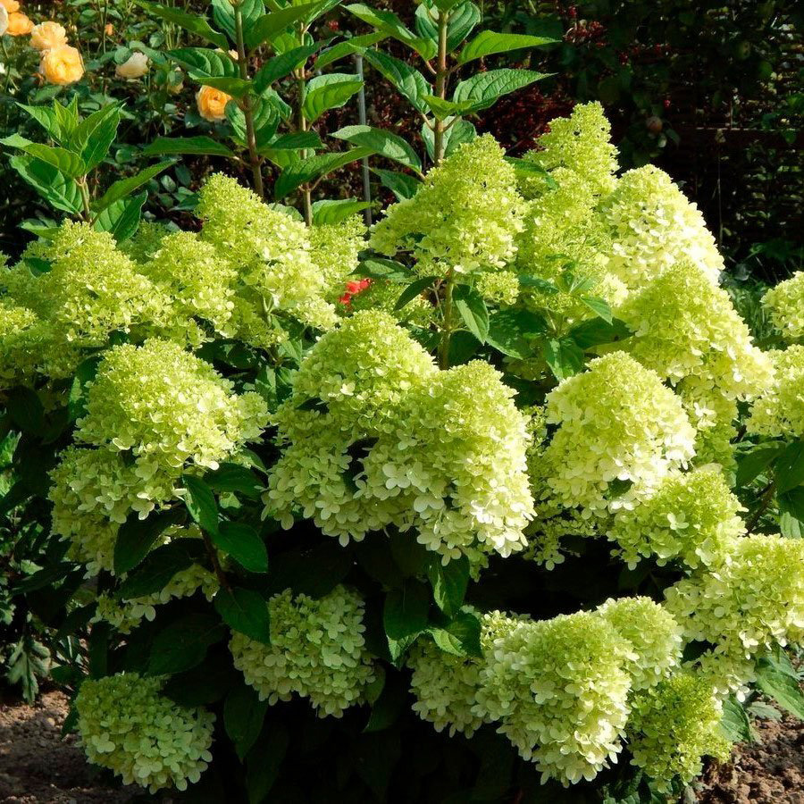 Превью изображения