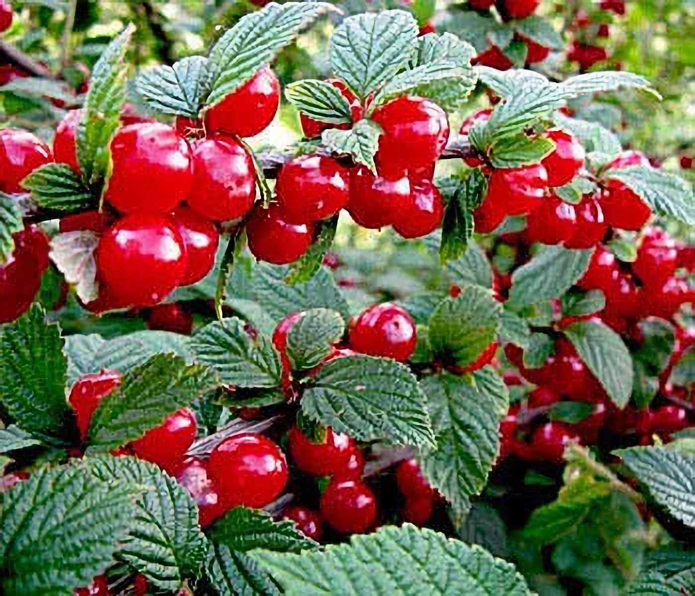 Превью изображения