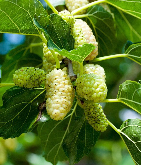 Превью изображения