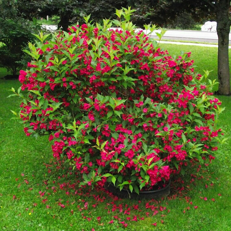 Превью изображения