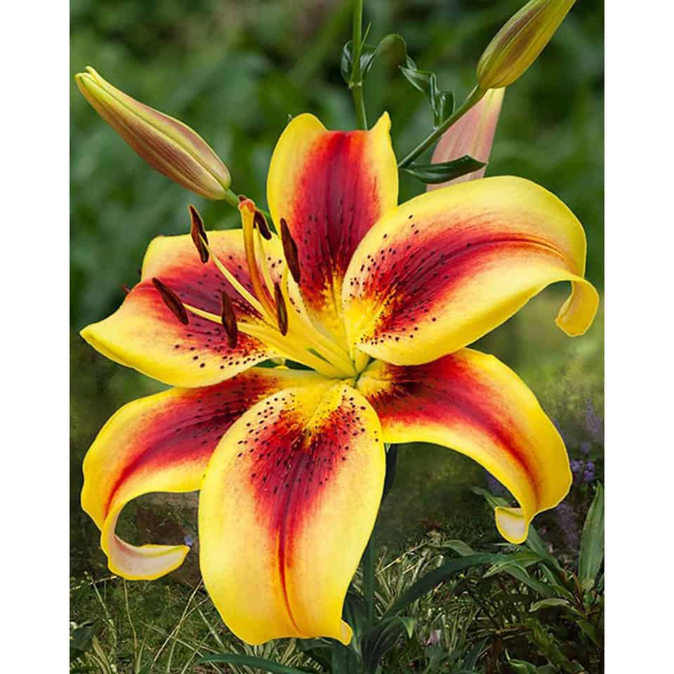 Превью изображения