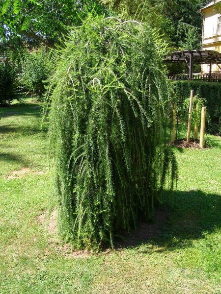 Превью изображения