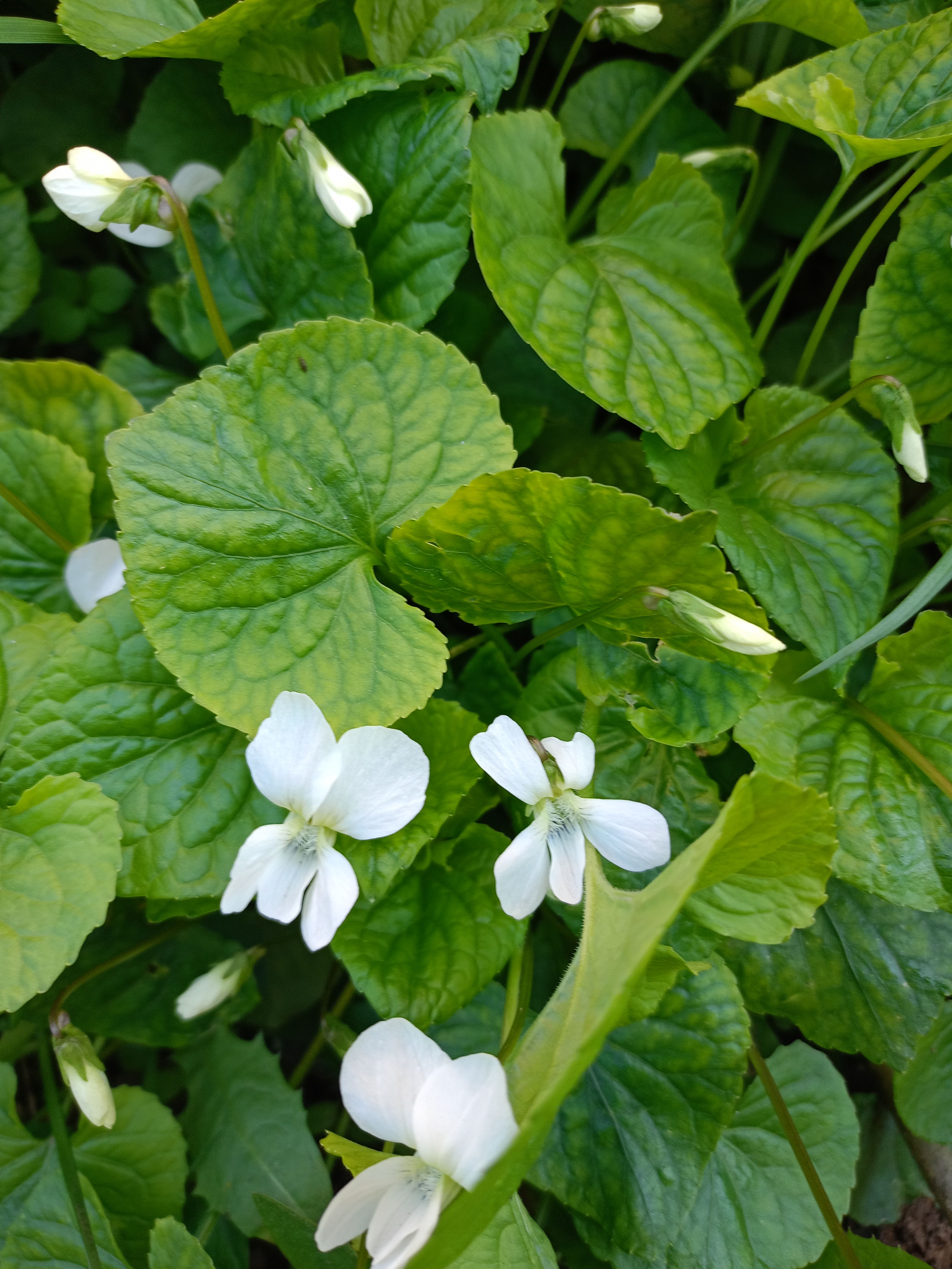 Превью изображения