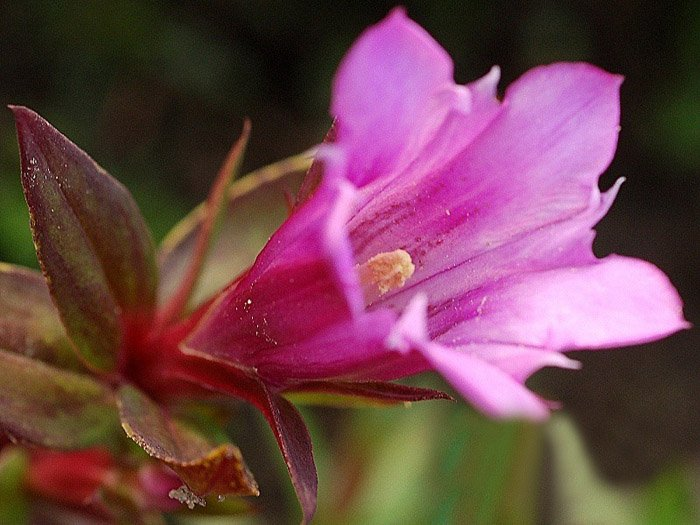 Превью изображения