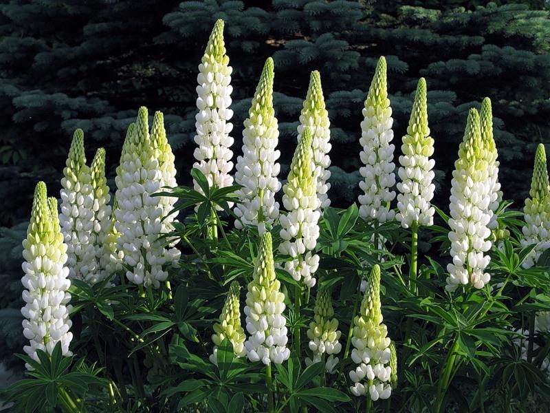 Превью изображения