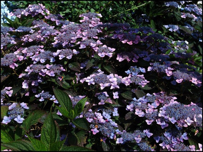 Превью изображения