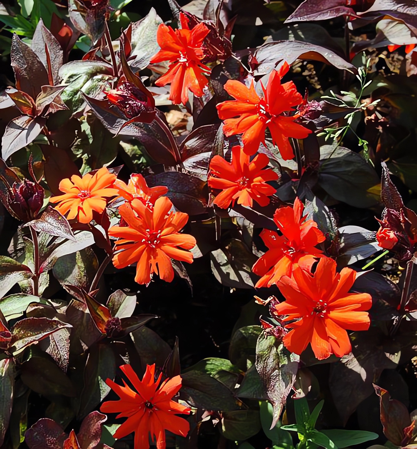 Превью изображения