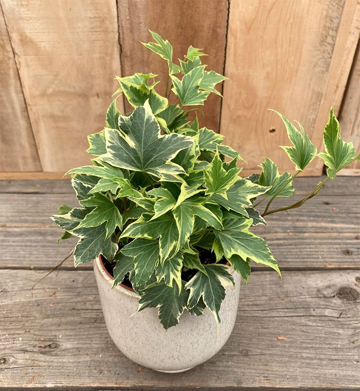 Превью изображения