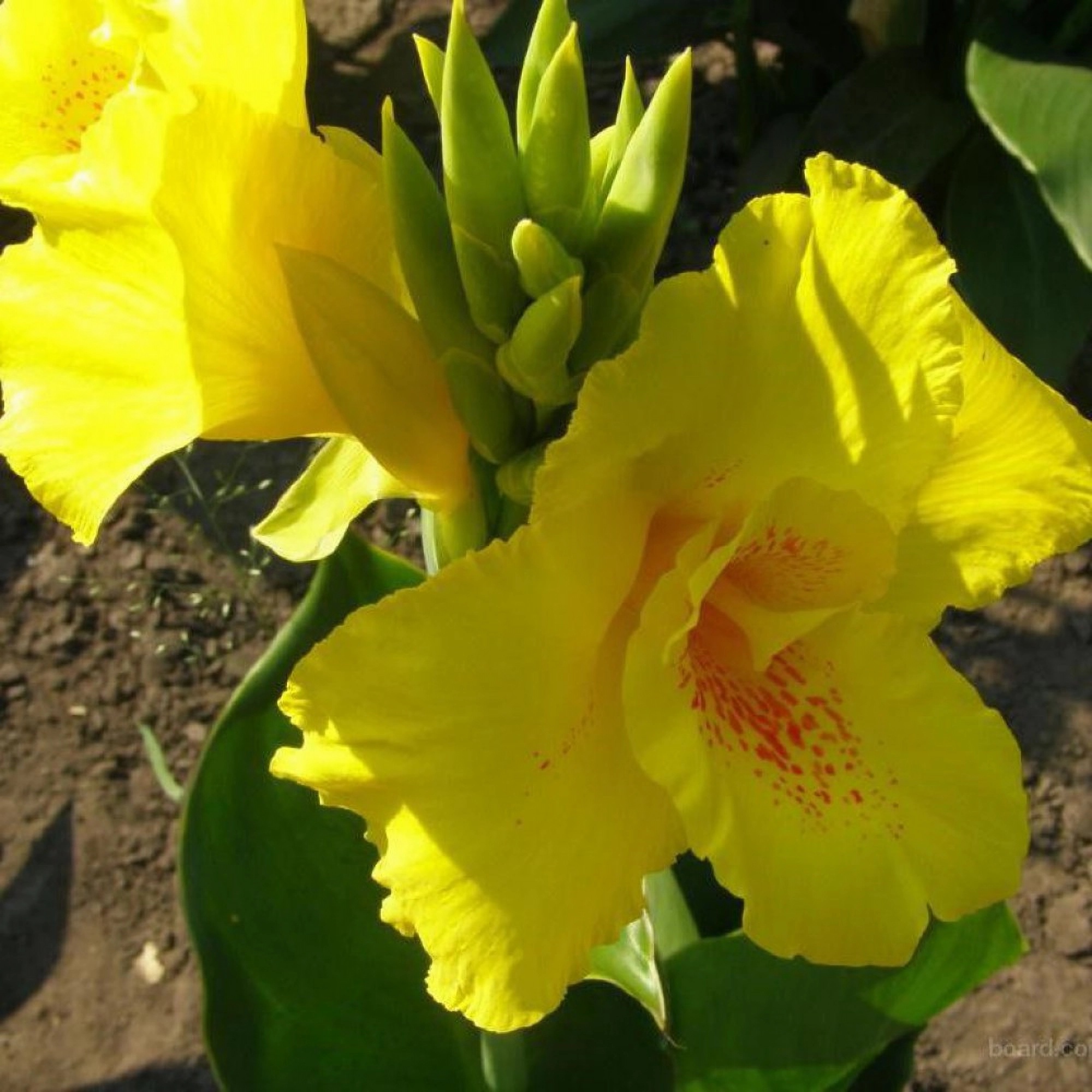 Превью изображения