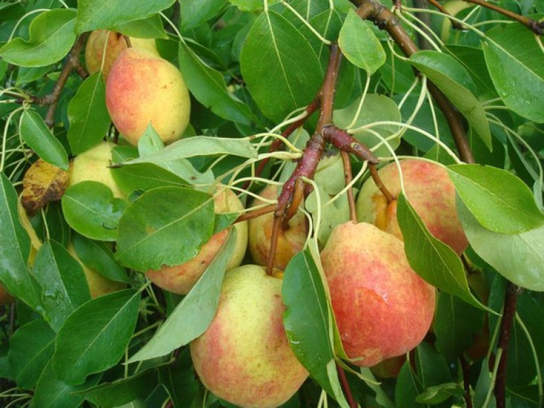 Превью изображения