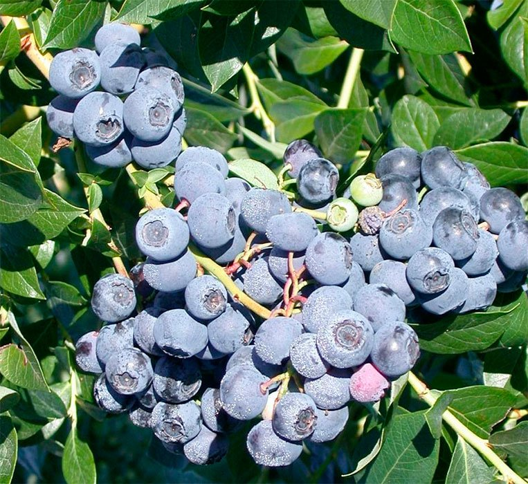 Превью изображения