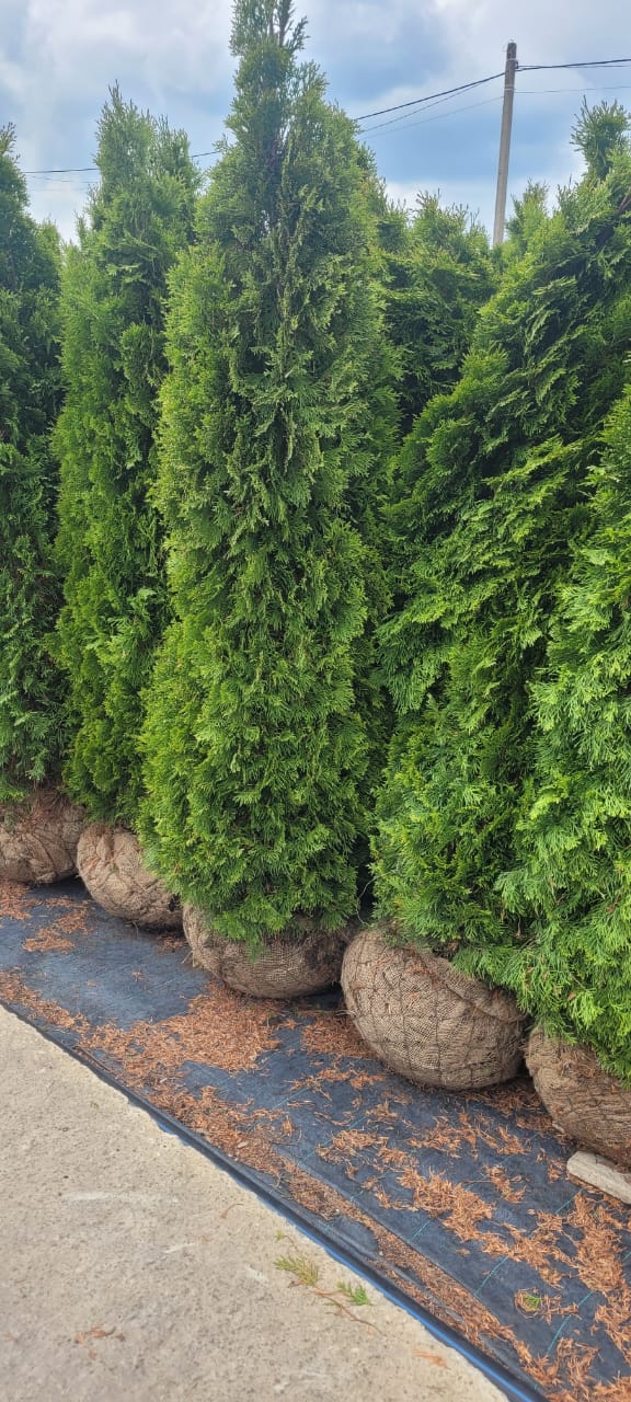 Превью изображения