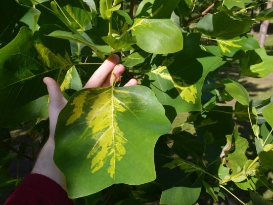 Превью изображения