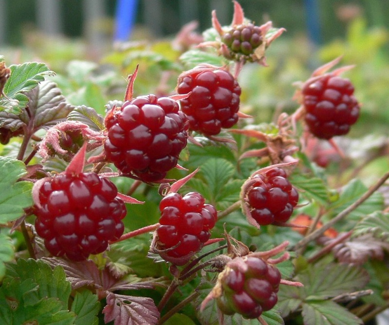 Превью изображения