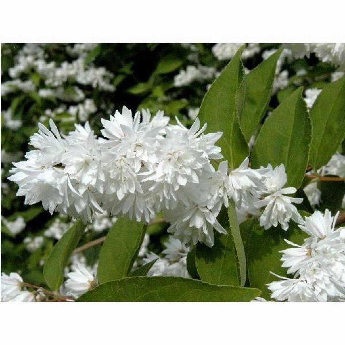 Превью изображения